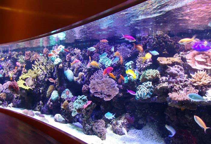 الحيوانات الأليفة لهواة صيد السمك فقط2 Size:70.00 Kb Dim: 700 x 478 Size: Kb Dim: x