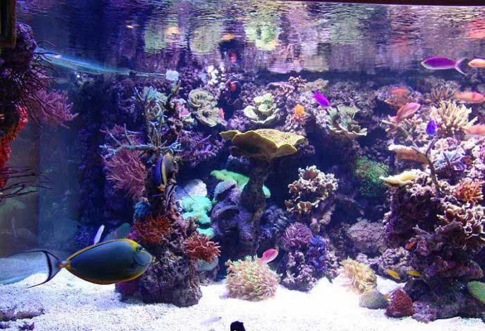الحيوانات الأليفة لهواة صيد السمك فقط3 Size:72.90 Kb Dim: 700 x 479 Size: Kb Dim: x
