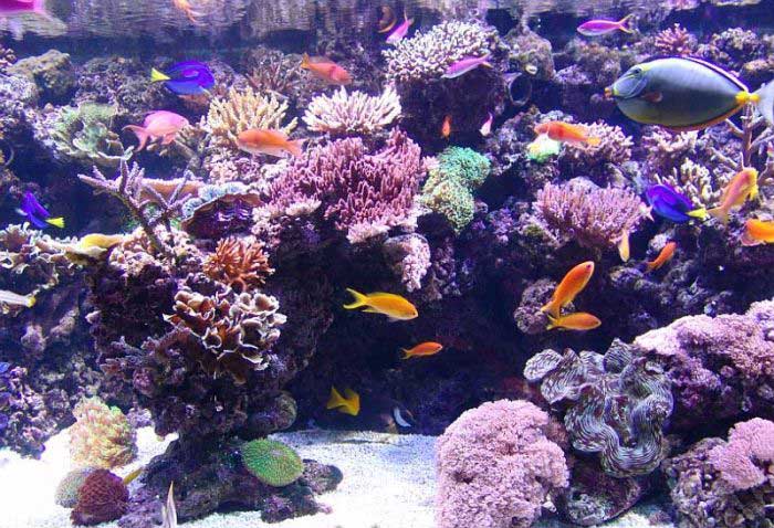 الحيوانات الأليفة لهواة صيد السمك فقط7 Size:83.80 Kb Dim: 700 x 478 Size: Kb Dim: x