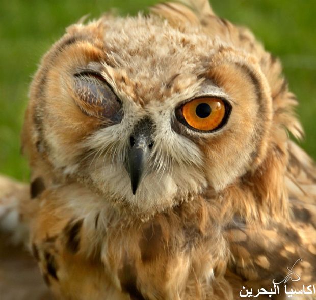 الحيوانات الأليفة بومة .. ووجه البومة4 Size:60.30 Kb Dim: 620 x 590 Size: Kb Dim: x