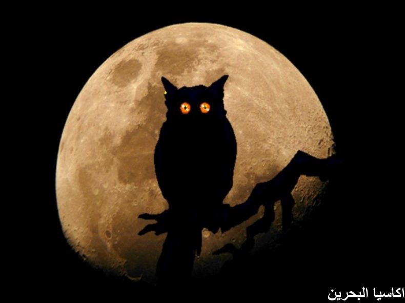 الحيوانات الأليفة بومة .. ووجه البومة6 Size:34.90 Kb Dim: 790 x 591 Size: Kb Dim: x