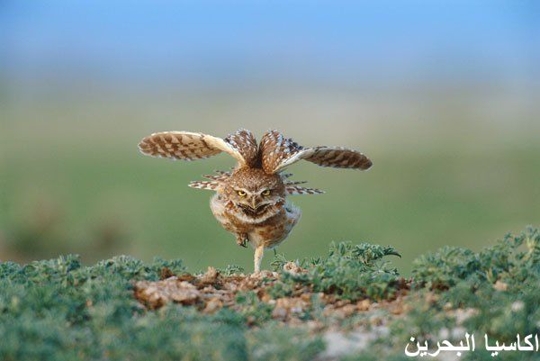 الحيوانات الأليفة بومة .. ووجه البومة9 Size:30.90 Kb Dim: 600 x 401 Size: Kb Dim: x