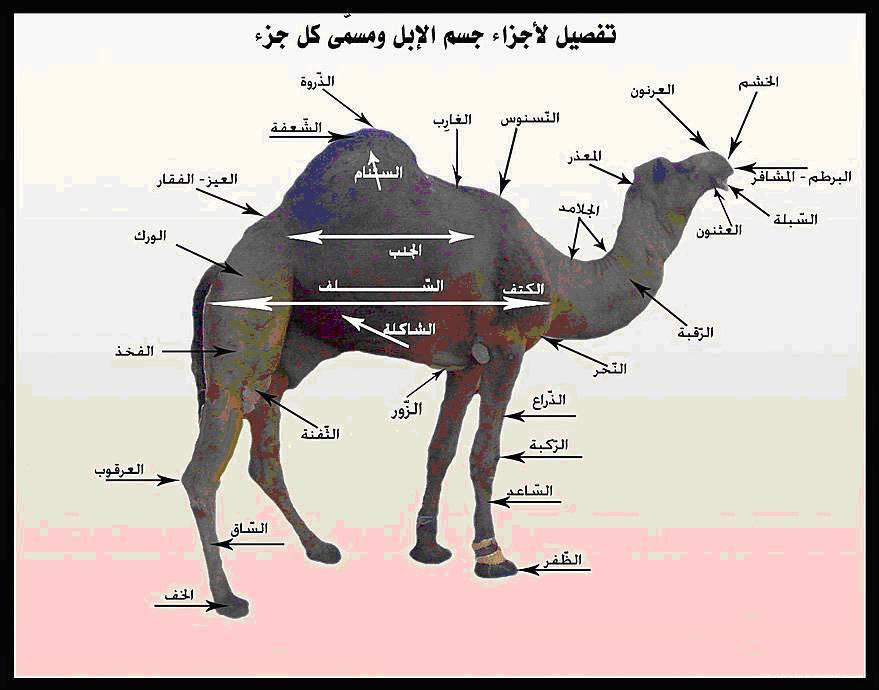 الحيوانات الأليفة مسميات اجزاء جسم البعير بالصو1 Size:66.10 Kb Dim: 879 x 690 Size: Kb Dim: x