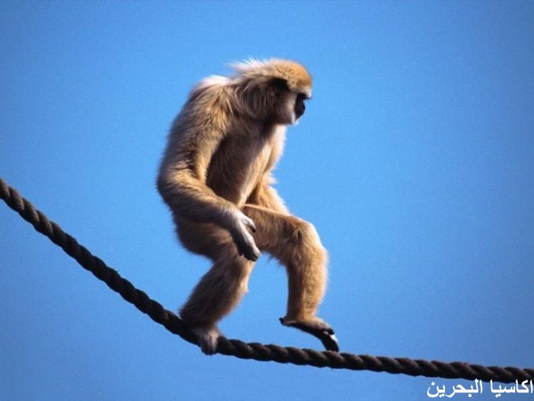 الحيوانات الأليفة اضحك مع القرود2 Size:40.90 Kb Dim: 750 x 563 Size: Kb Dim: x