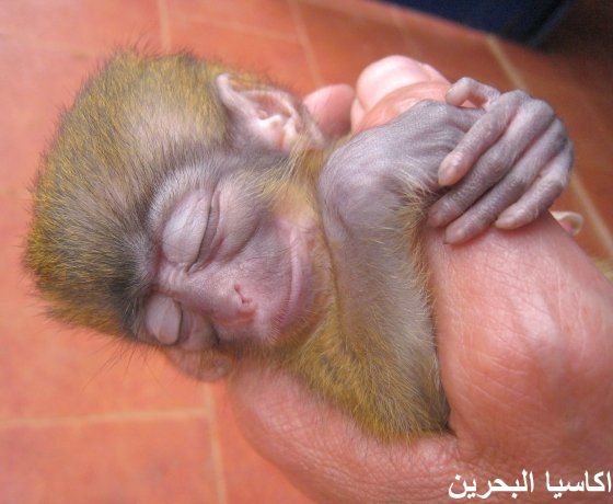 الحيوانات الأليفة اضحك مع القرود6 Size:42.70 Kb Dim: 560 x 460 Size: Kb Dim: x