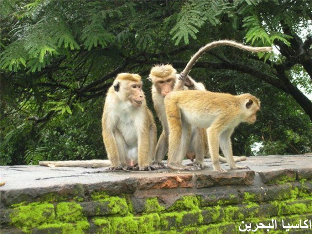 الحيوانات الأليفة اضحك مع القرود7 Size:80.40 Kb Dim: 640 x 480 Size: Kb Dim: x