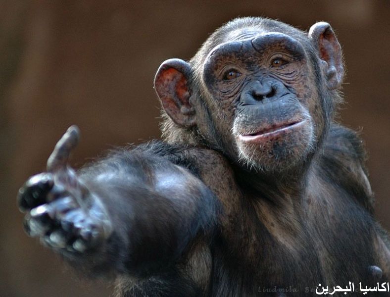 الحيوانات الأليفة اضحك مع القرود9 Size:67.80 Kb Dim: 788 x 600 Size: Kb Dim: x