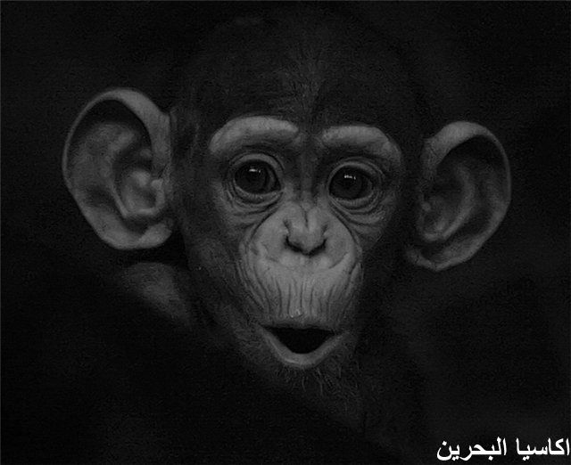 الحيوانات الأليفة اضحك مع القرود10 Size:45.90 Kb Dim: 640 x 522 Size: Kb Dim: x