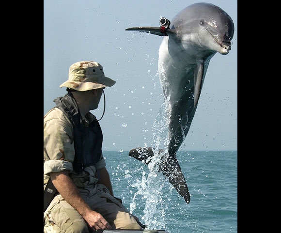 الحيوانات الأليفة حقائق مذهلة عن الدلافين، الأر12 Size:140.40 Kb Dim: 580 x 481 Size: Kb Dim: x