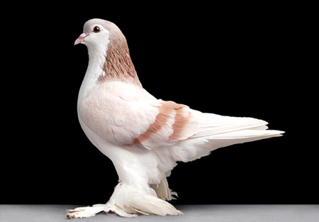 الطيور والجوارح الطيور والجوارح10 Size:39.80 Kb Dim: 450 x 313 Size: Kb Dim: x