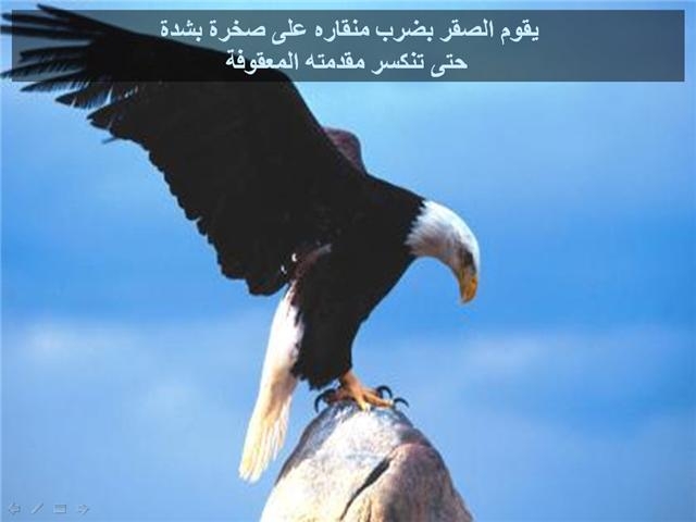 الطيور والجوارح ماذا يحدث للصقور بعد 40 سنة م7 Size:87.40 Kb Dim: 640 x 480 Size: Kb Dim: x