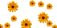 صور الفواصل والزينة صور الفواصل والزينة12 Size:103.30 Kb Dim: 200 x 100 Size: Kb Dim: x
