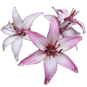 صور الفواصل والزينة صور الفواصل والزينة2 Size:136.60 Kb Dim: 300 x 300 Size: Kb Dim: x