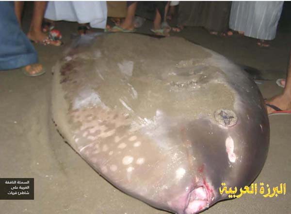 غرائب الصور غرائب الصور1 Size:23.70 Kb Dim: 600 x 443 Size: Kb Dim: x