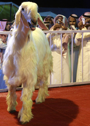 غرائب الصور أجمل ماعز بالعالم1 Size:46.30 Kb Dim: 300 x 420 Size: Kb Dim: x