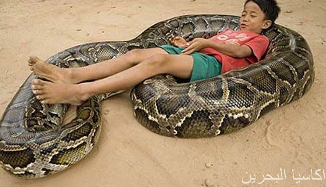 غرائب الصور عائلة تايلندية .. وطريقة جديد2 Size:51.60 Kb Dim: 650 x 373 Size: Kb Dim: x