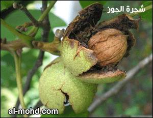 صور متنوعة المكسرات في حالتها الطبيعيه6 Size:16.70 Kb Dim: 300 x 232 Size: Kb Dim: x