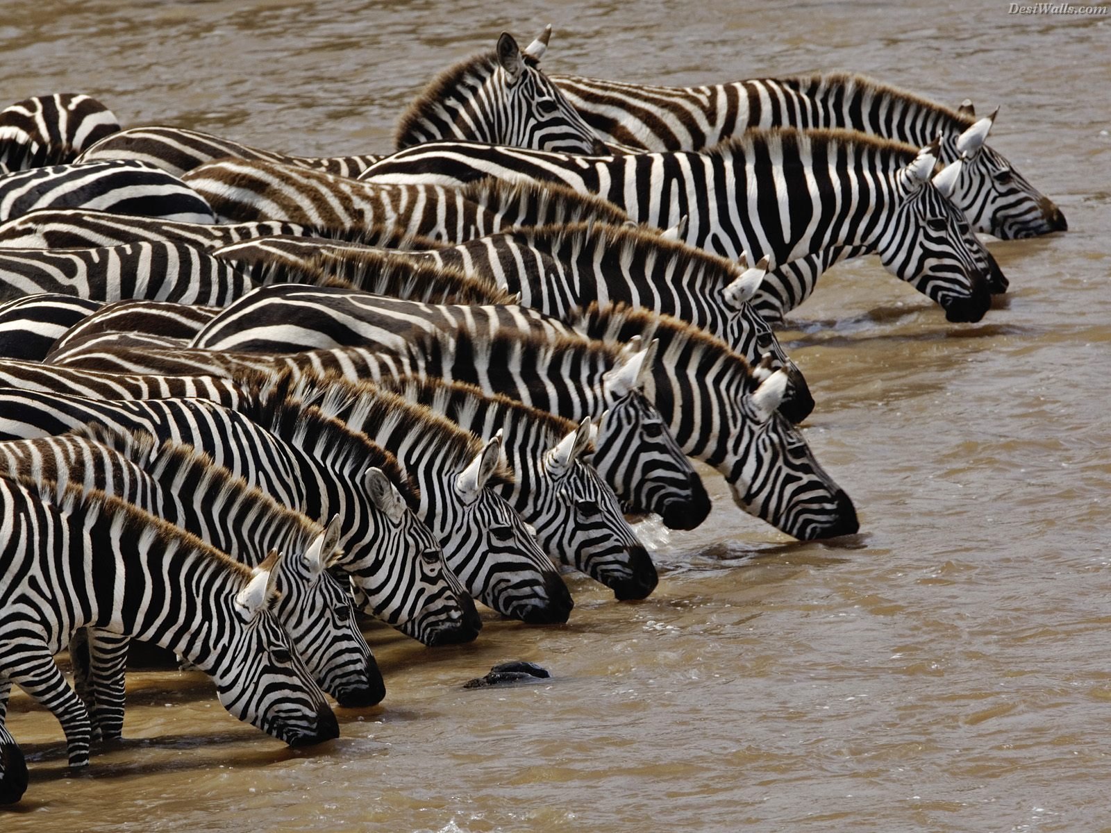 حمار وحشي Zebra حمار وحشي Size:454.80 Kb Dim: 1600 x 1200 Size: Kb Dim: x