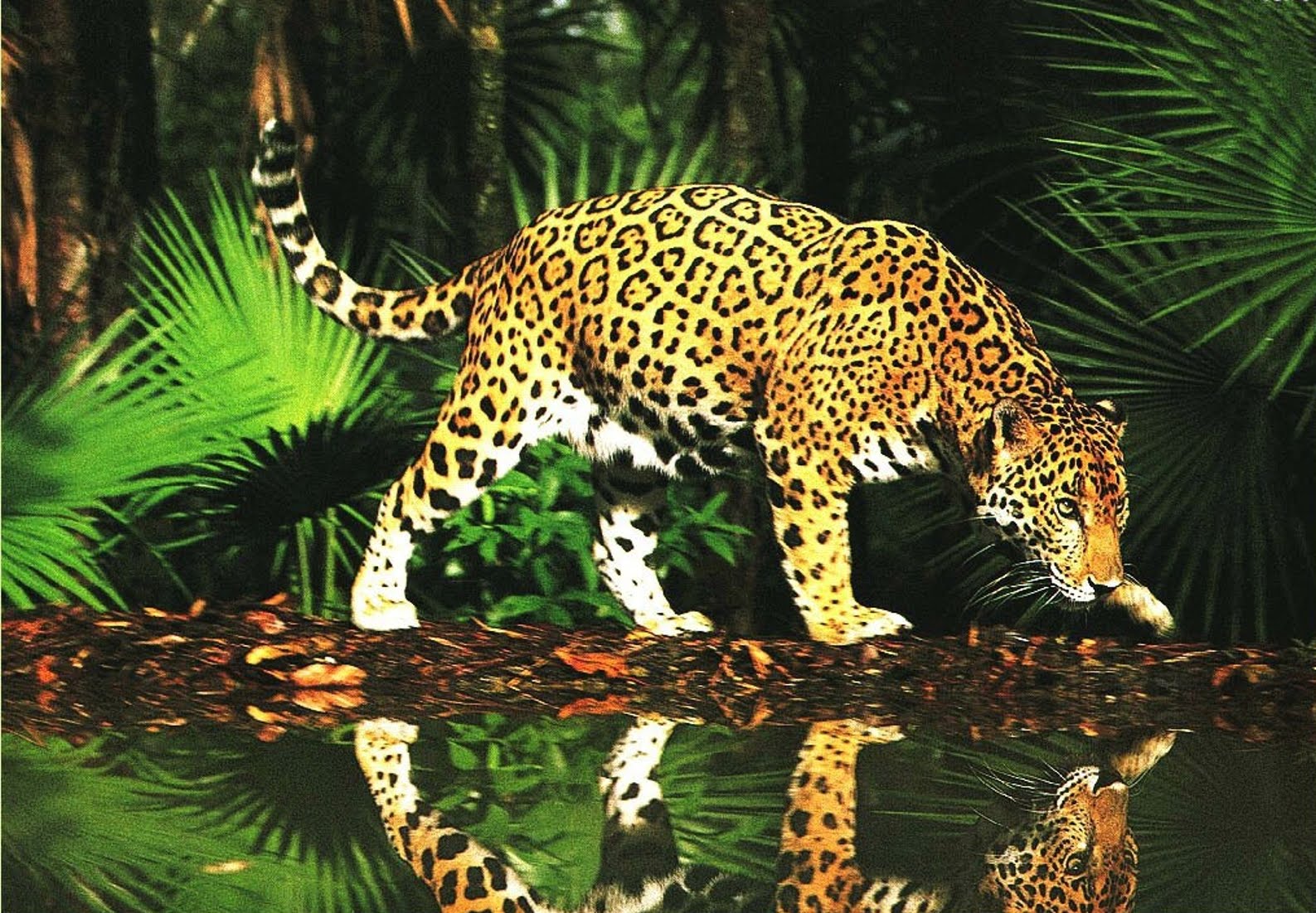 فهود Leopards فهد leopard Size:339.40 Kb Dim: 1587 x 1101 Size: Kb Dim: x