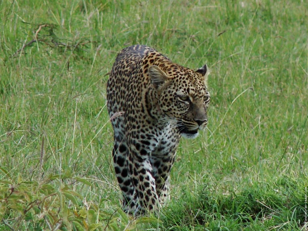 فهود Leopards فهد leopard Size:147.70 Kb Dim: 1024 x 768 Size: Kb Dim: x
