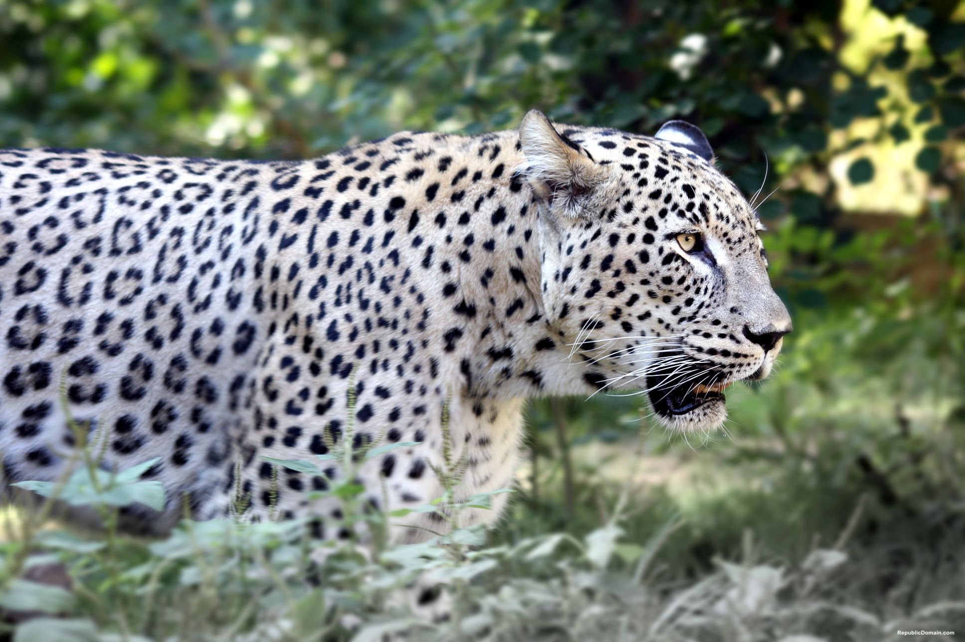 فهود Leopards فهد leopard Size:342.80 Kb Dim: 1936 x 1288 Size: Kb Dim: x