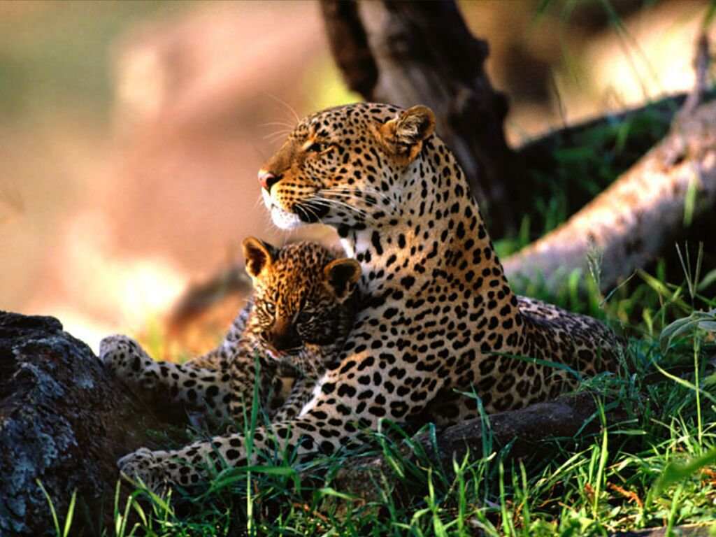 فهود Leopards فهد leopard Size:81.00 Kb Dim: 1024 x 768 Size: Kb Dim: x