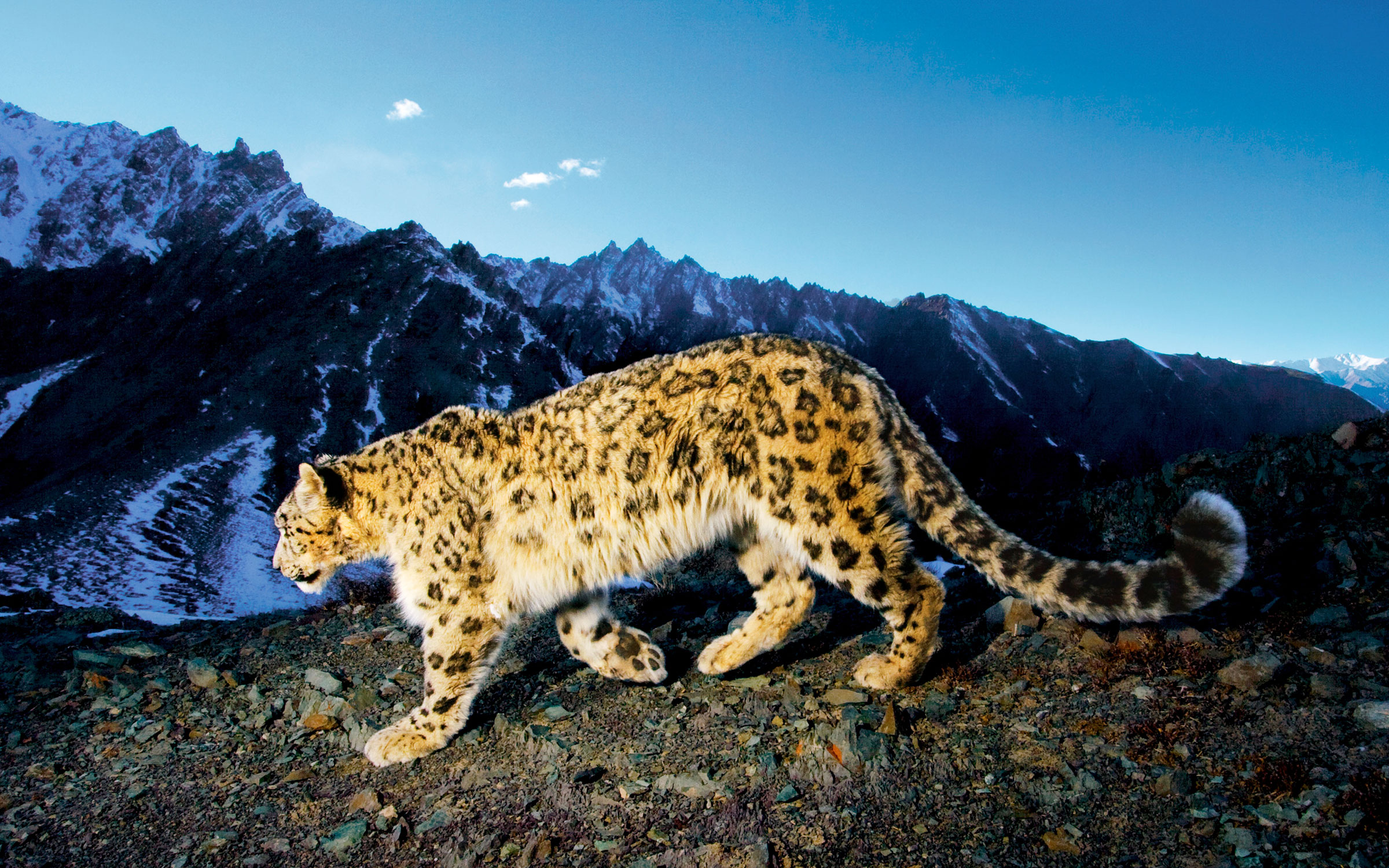 فهود Leopards فهد leopard Size:915.00 Kb Dim: 2400 x 1500 Size: Kb Dim: x