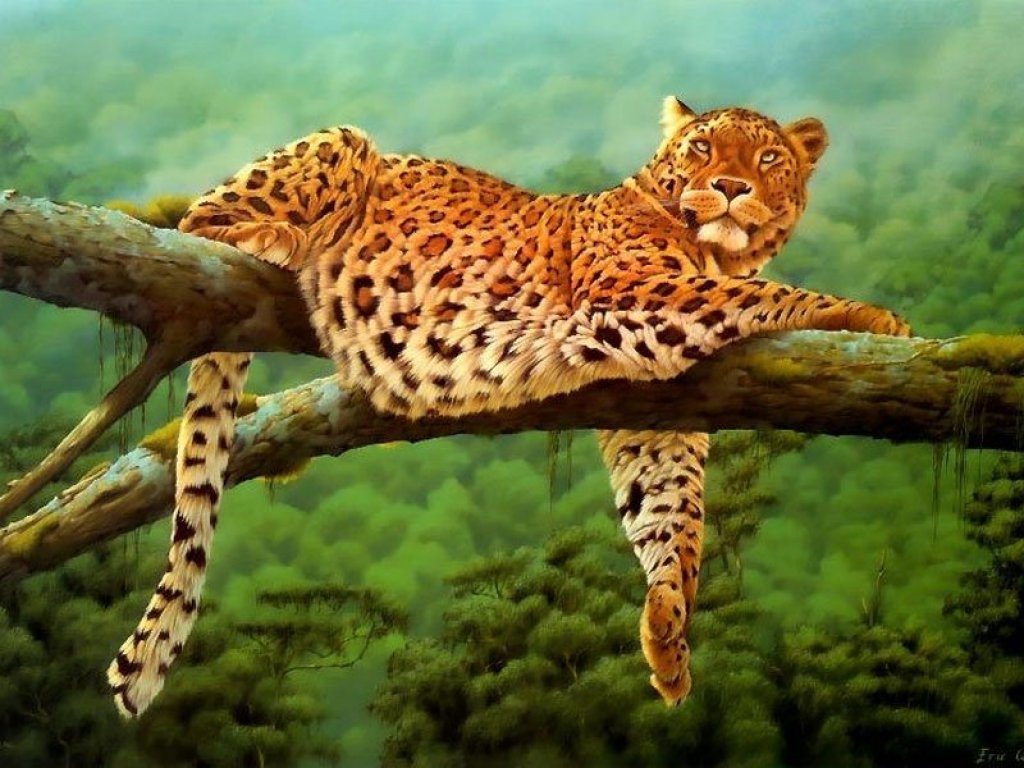 فهود Leopards فهد leopard Size:136.20 Kb Dim: 1024 x 768 Size: Kb Dim: x