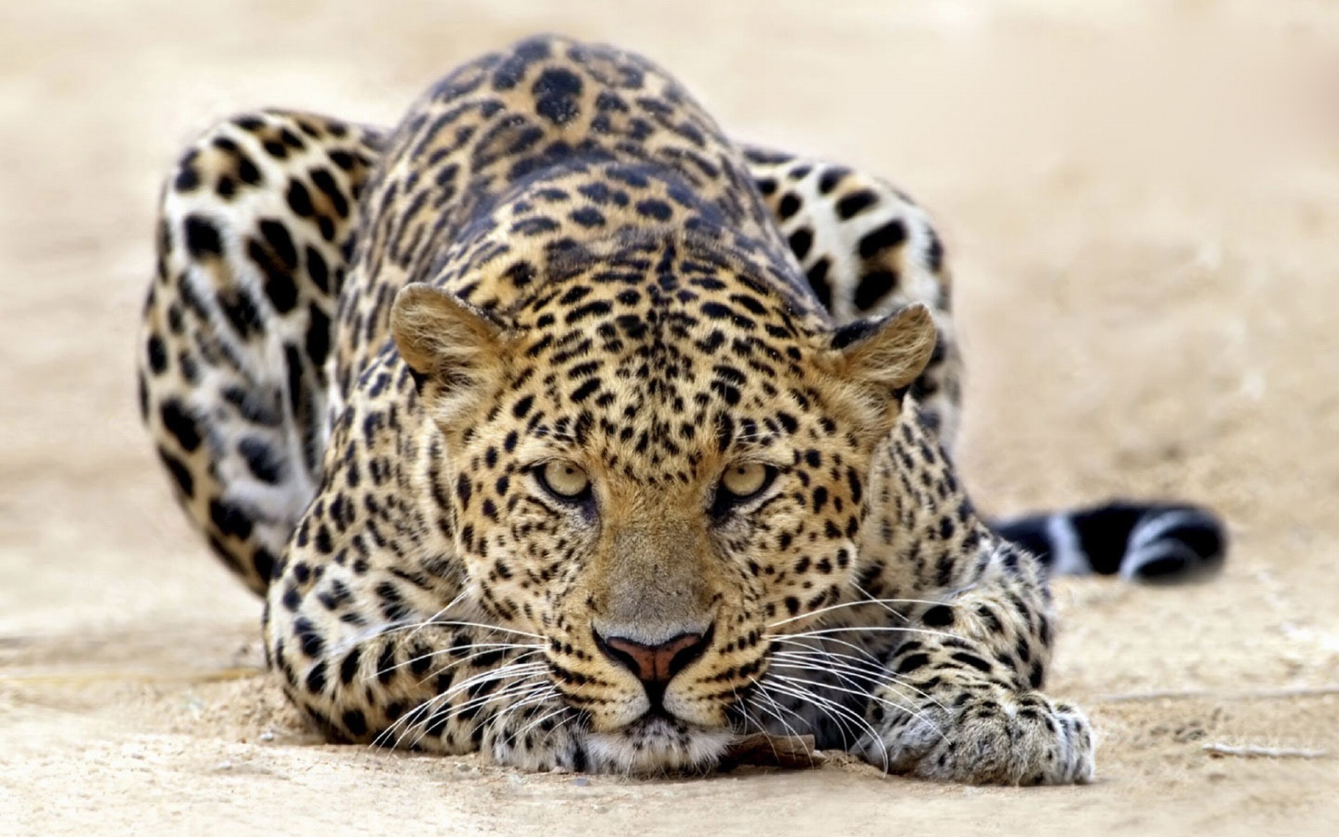 فهود Leopards فهد leopard Size:424.80 Kb Dim: 1920 x 1200 Size: Kb Dim: x