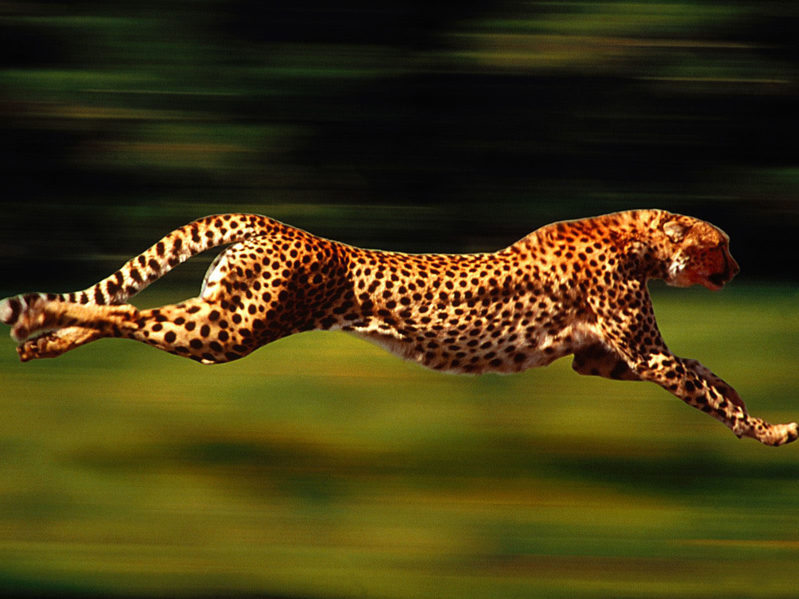 فهود Leopards فهد leopard Size:289.70 Kb Dim: 1600 x 1200 Size: Kb Dim: x