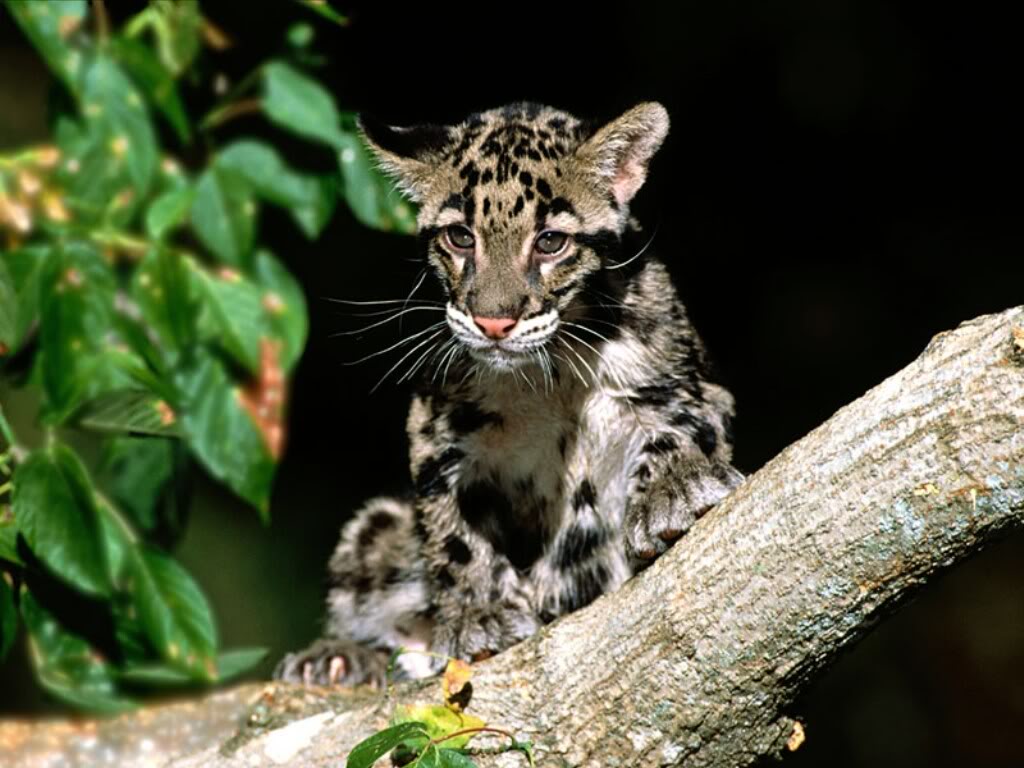 فهود Leopards فهد leopard Size:112.50 Kb Dim: 1024 x 768 Size: Kb Dim: x