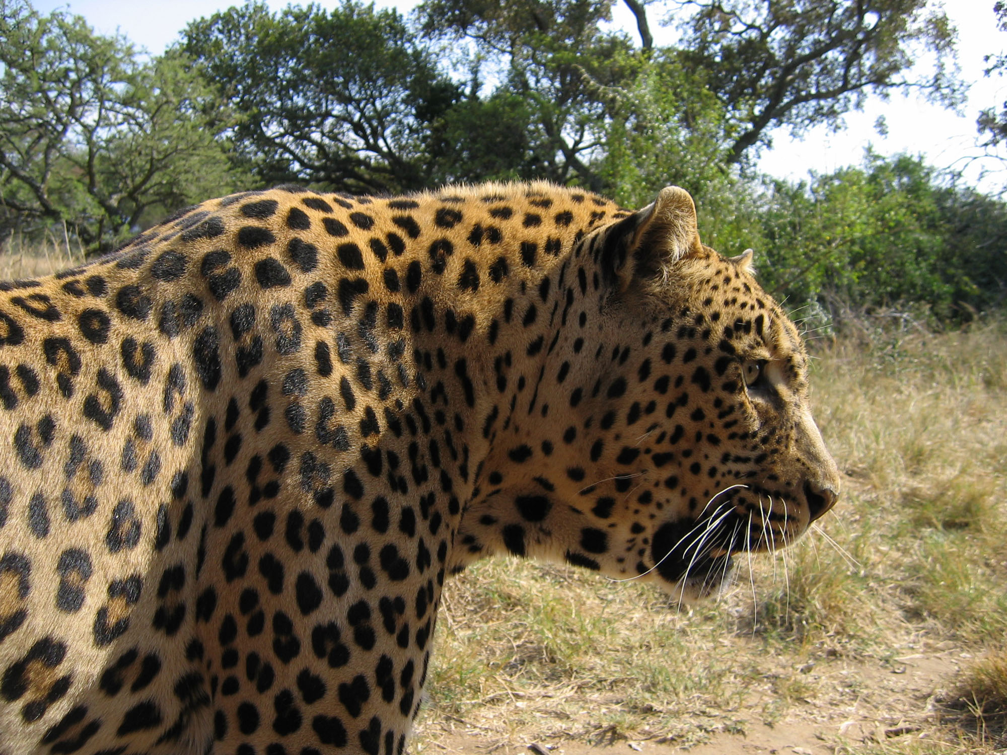 فهود Leopards فهد leopard Size:691.90 Kb Dim: 2000 x 1500 Size: Kb Dim: x