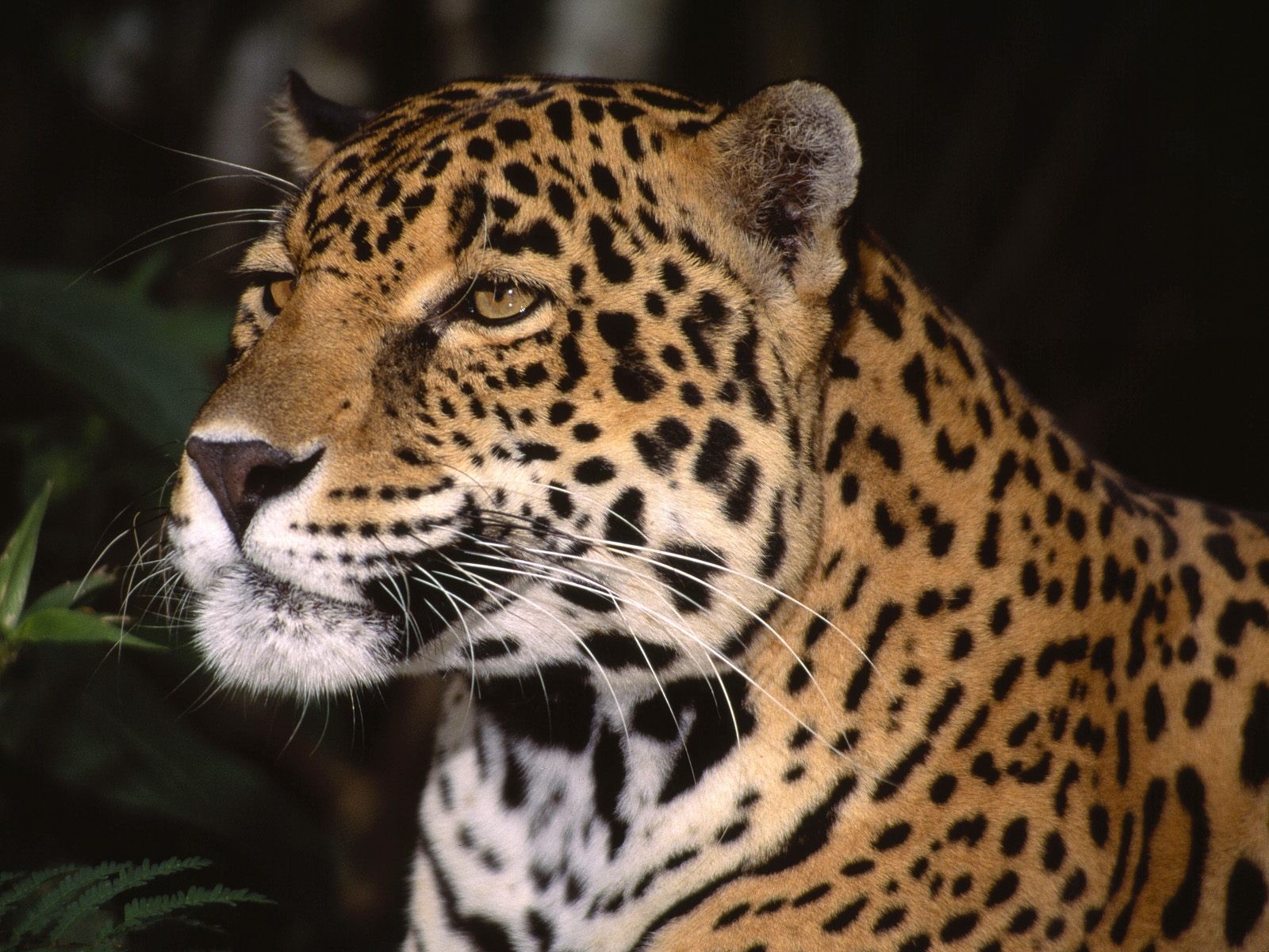 فهود Leopards فهد leopard Size:427.60 Kb Dim: 1600 x 1200 Size: Kb Dim: x