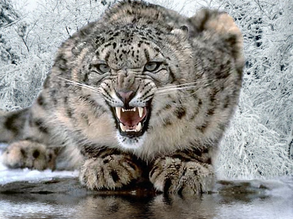 فهود Leopards فهد leopard Size:184.60 Kb Dim: 1024 x 768 Size: Kb Dim: x