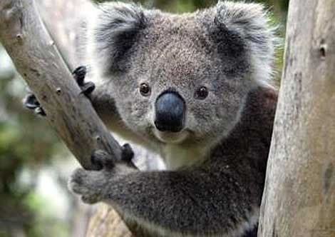 كوالا Koala كوالا koala Size:21.90 Kb Dim: 470 x 332 Size: Kb Dim: x