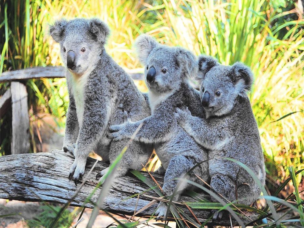 كوالا Koala كوالا koala Size:203.70 Kb Dim: 1024 x 768 Size: Kb Dim: x