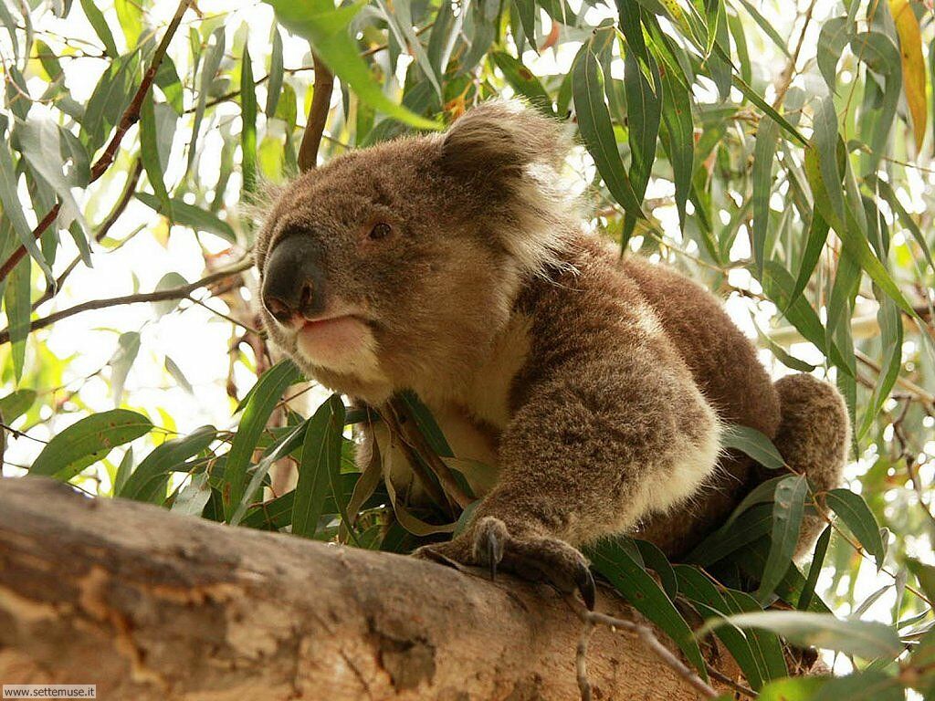 كوالا Koala كوالا koala Size:194.20 Kb Dim: 1024 x 768 Size: Kb Dim: x