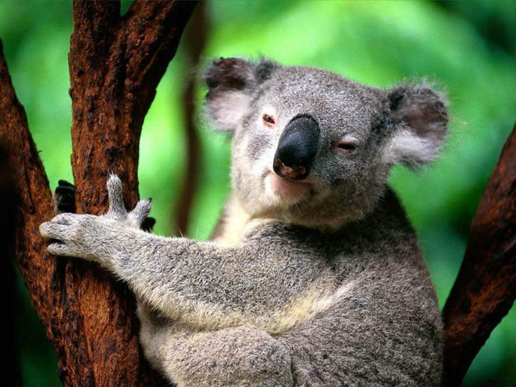 كوالا Koala كوالا koala Size:113.10 Kb Dim: 1024 x 768 Size: Kb Dim: x
