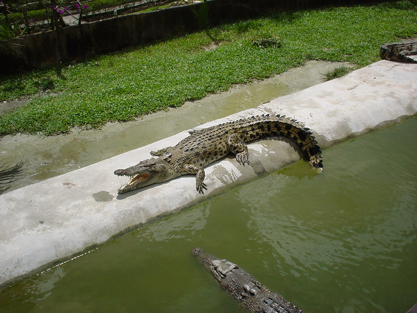 تماسيح crocodile تماسيح ، تمساح Size:570.30 Kb Dim: 1600 x 1200 Size: Kb Dim: x