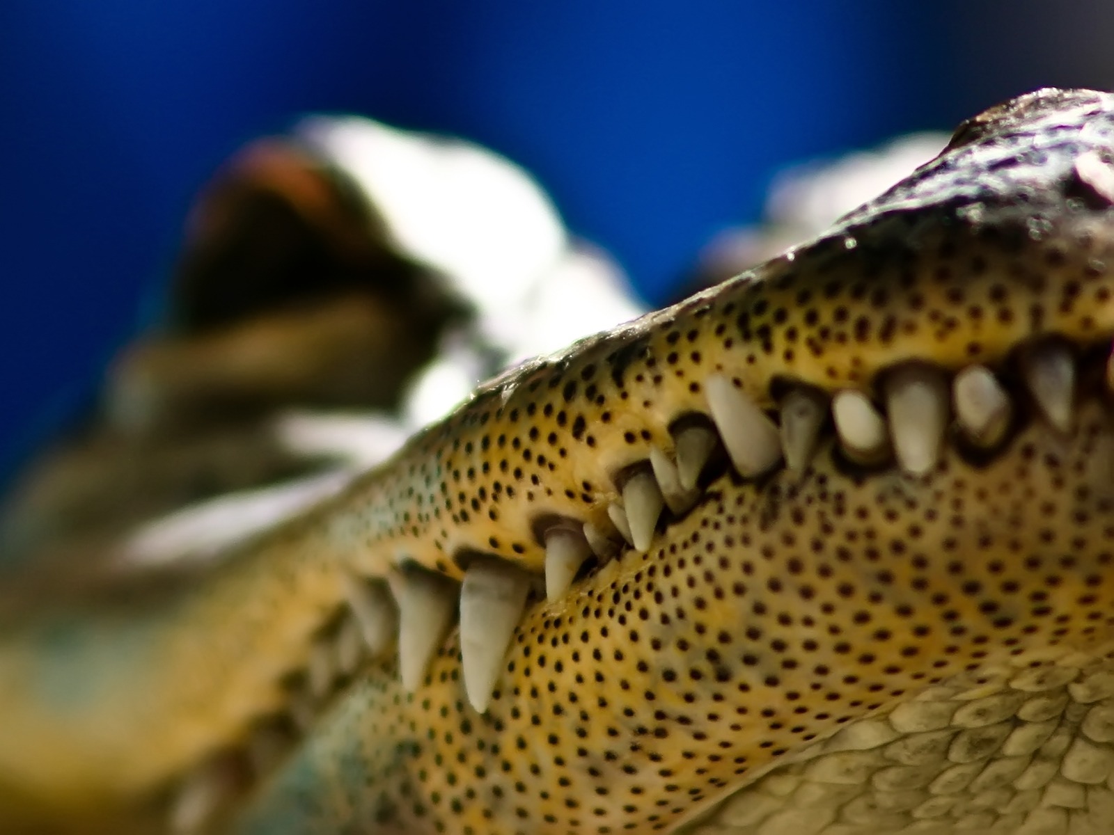 تماسيح crocodile تماسيح ، تمساح Size:256.00 Kb Dim: 1600 x 1200 Size: Kb Dim: x