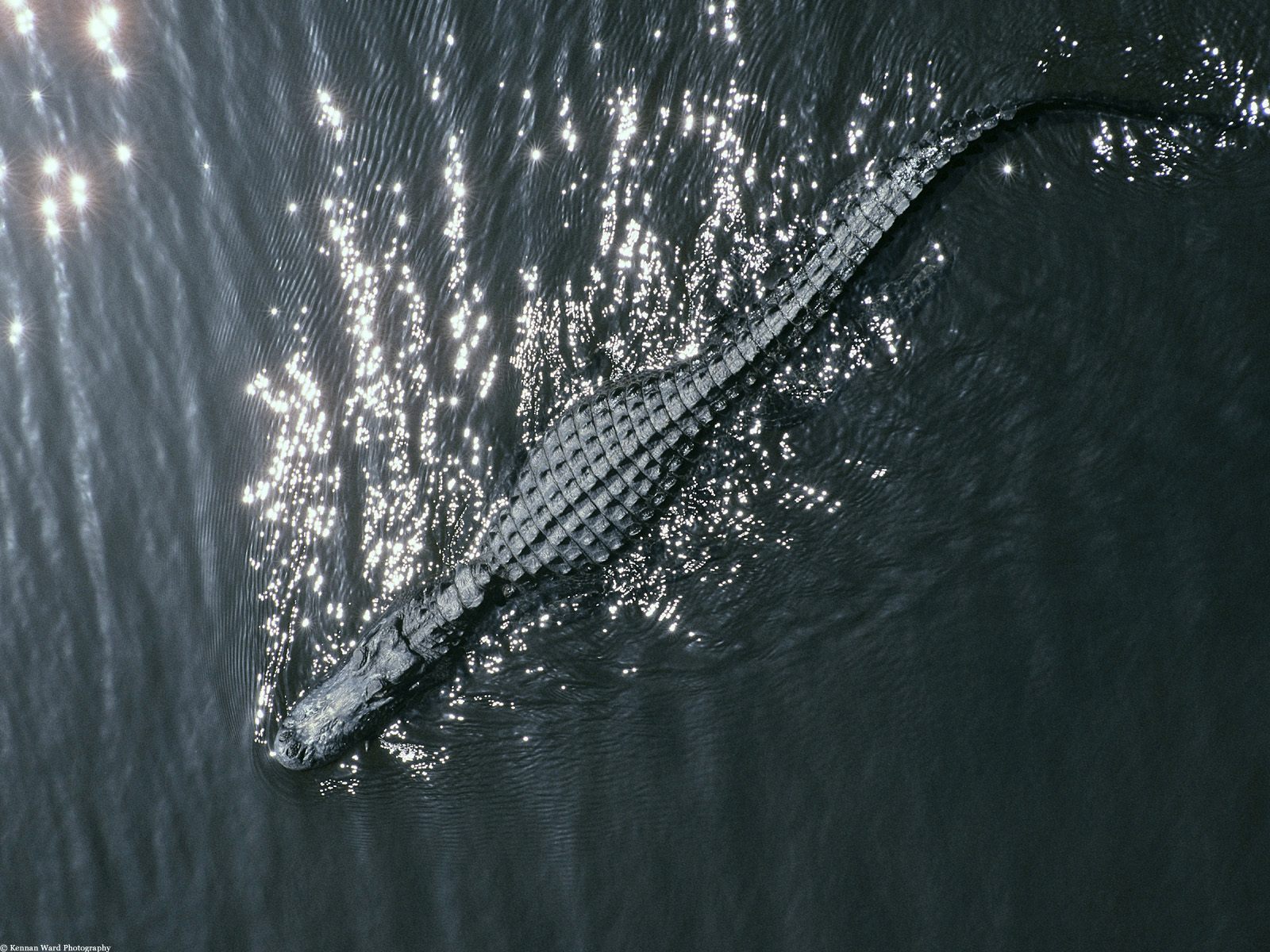 تماسيح crocodile تماسيح ، تمساح Size:377.40 Kb Dim: 1600 x 1200 Size: Kb Dim: x