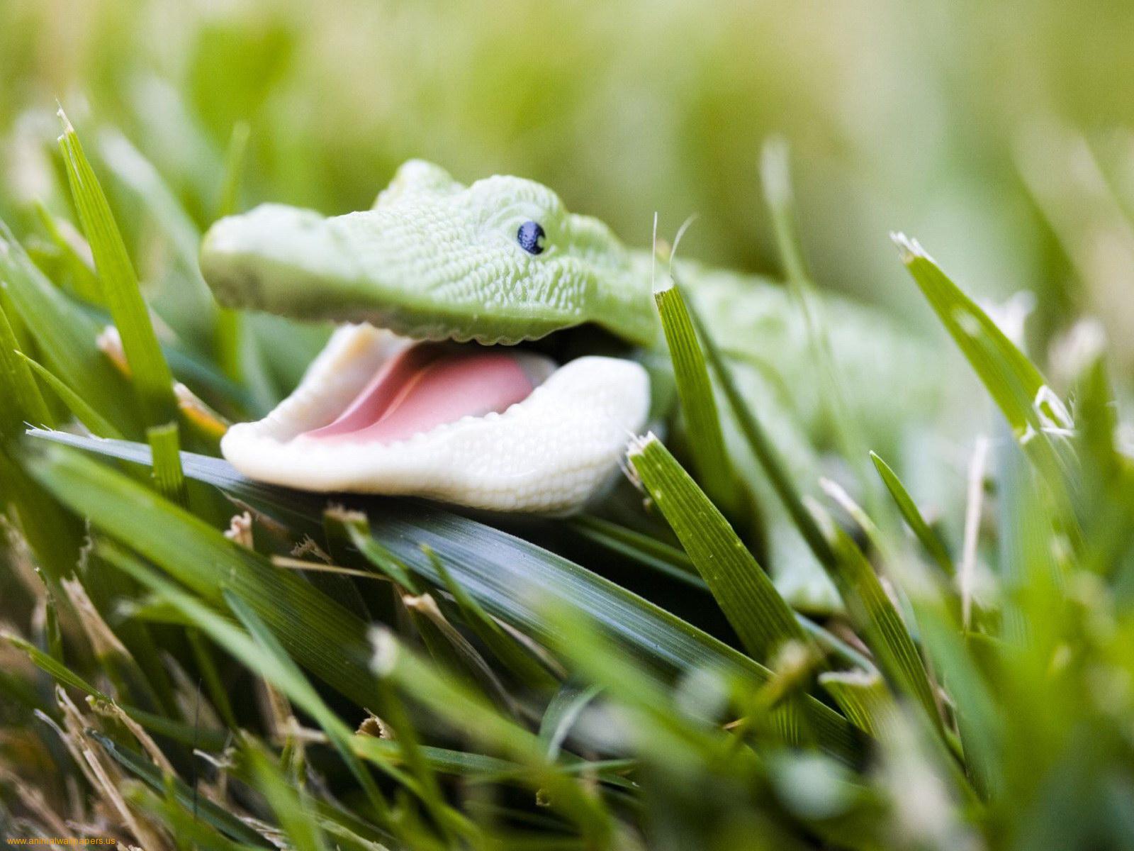 تماسيح crocodile تماسيح ، تمساح Size:149.70 Kb Dim: 1024 x 768 Size: Kb Dim: x