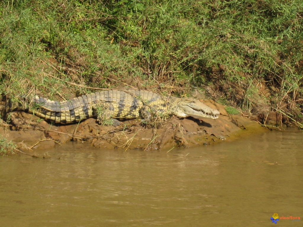 تماسيح crocodile تماسيح ، تمساح Size:381.20 Kb Dim: 1024 x 768 Size: Kb Dim: x