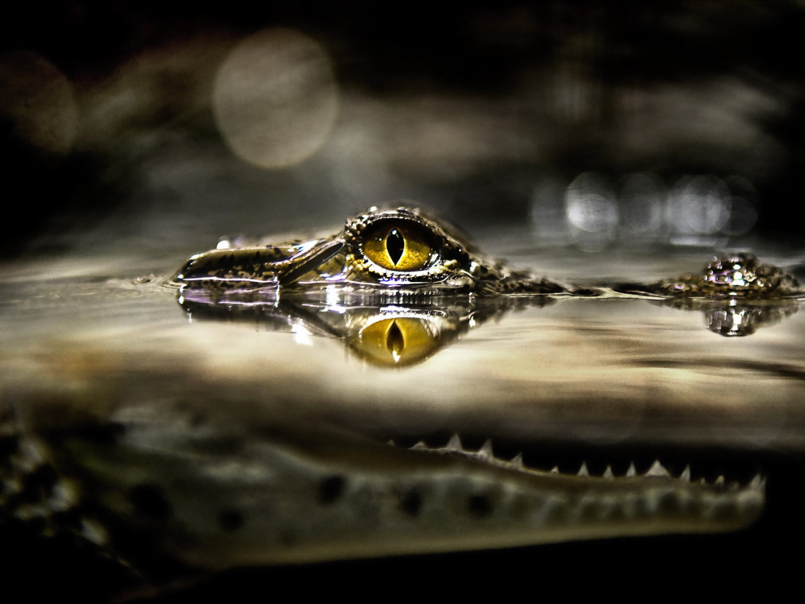 تماسيح crocodile تماسيح ، تمساح Size:264.50 Kb Dim: 1600 x 1200 Size: Kb Dim: x