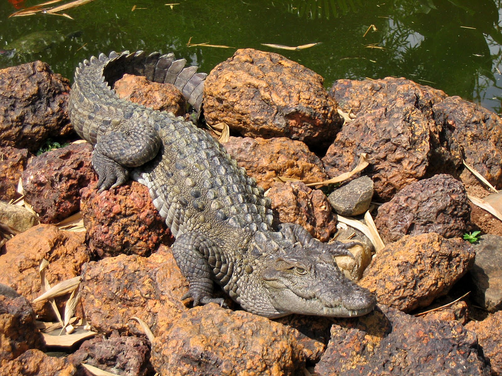 تماسيح crocodile تماسيح ، تمساح Size:507.30 Kb Dim: 1600 x 1200 Size: Kb Dim: x
