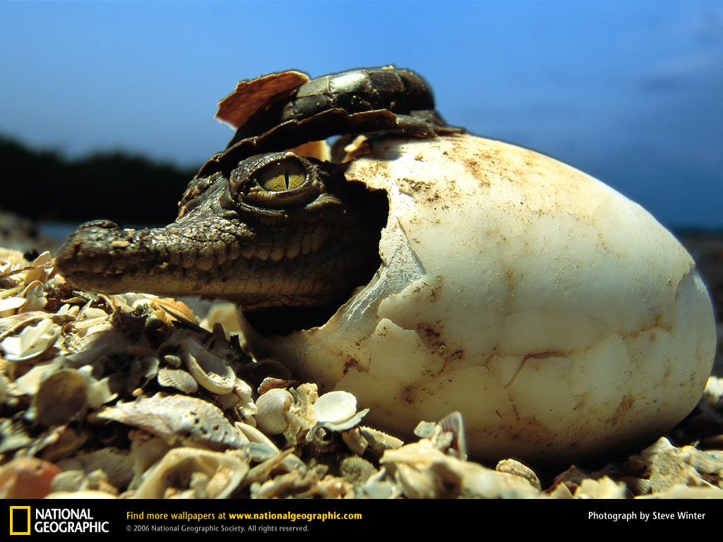 تماسيح crocodile تماسيح ، تمساح Size:147.40 Kb Dim: 1024 x 768 Size: Kb Dim: x