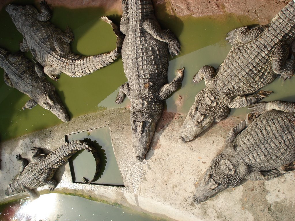 تماسيح crocodile تماسيح ، تمساح Size:235.40 Kb Dim: 1024 x 768 Size: Kb Dim: x