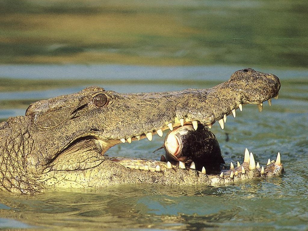 تماسيح crocodile تماسيح ، تمساح Size:242.50 Kb Dim: 1024 x 768 Size: Kb Dim: x