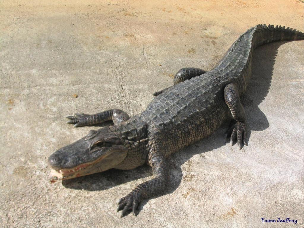 تماسيح crocodile تماسيح ، تمساح Size:132.40 Kb Dim: 1024 x 768 Size: Kb Dim: x