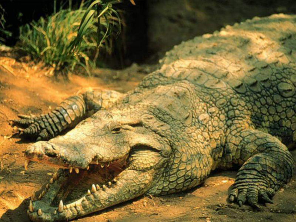 تماسيح crocodile تماسيح ، تمساح Size:289.20 Kb Dim: 1024 x 768 Size: Kb Dim: x